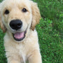 Anti-fugue pour chien Canifugue,  une marque de choix !