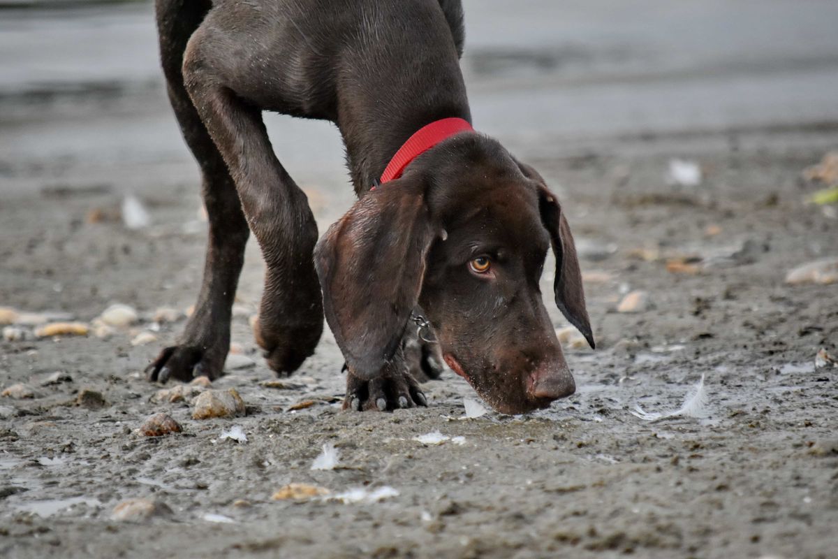 Avis sur les colliers anti-fugue sans fil pour chiens