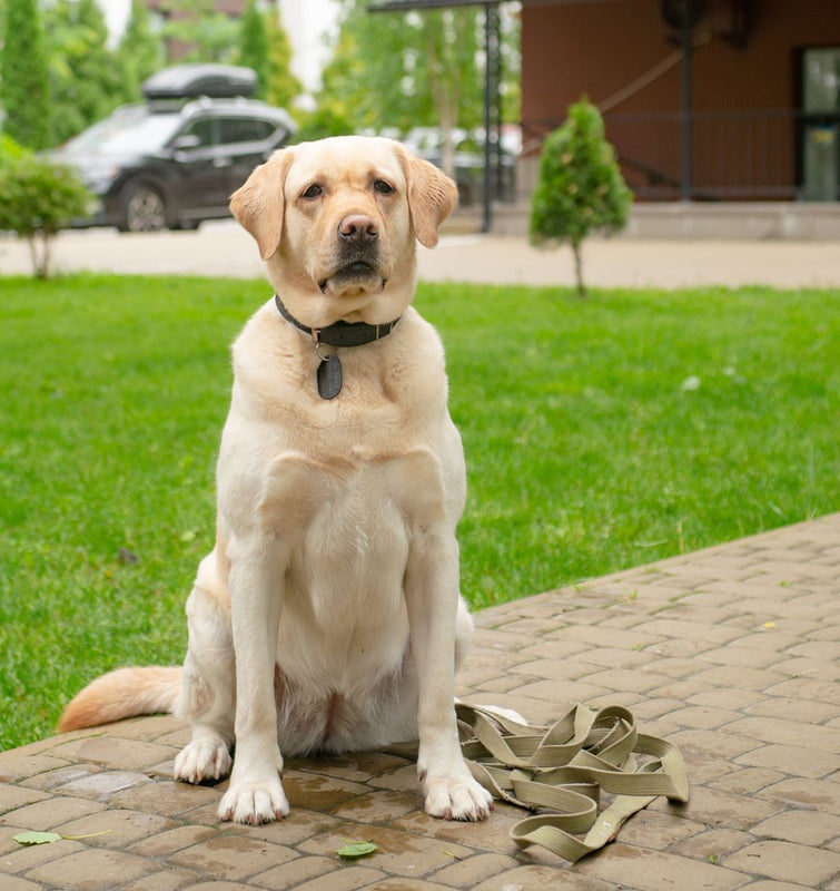 Astuce pour empêcher votre chien de fuguer