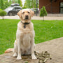 Astuce pour empêcher votre chien de fuguer