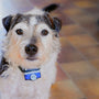 Comment choisir le meilleur collier anti-fugue sans fil Lacmé pour votre chien