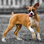 Comment garder votre chien en sécurité avec une clôture anti-fugue sans collier