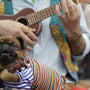 dog wearing anti-escape collar in a garden