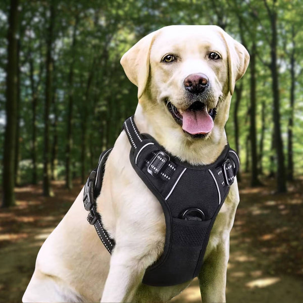 arnés para perros