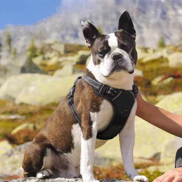 arnés para perros