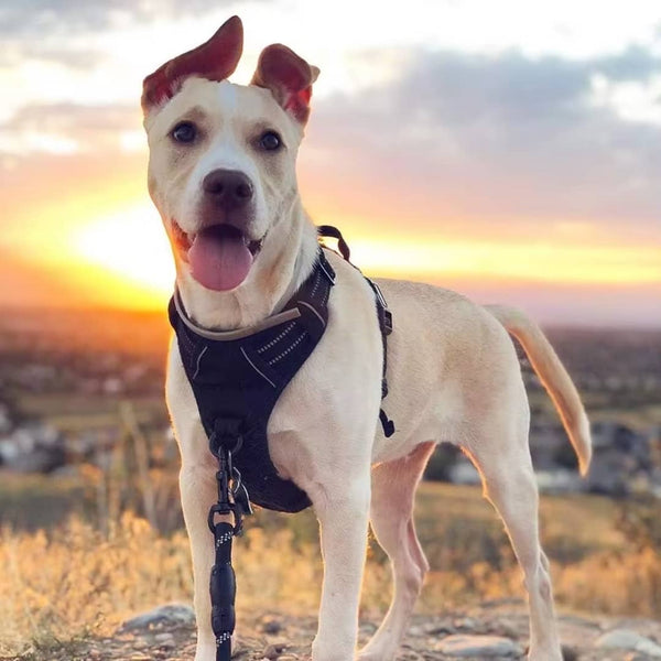 arnés para perros
