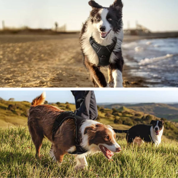 arnés para perros