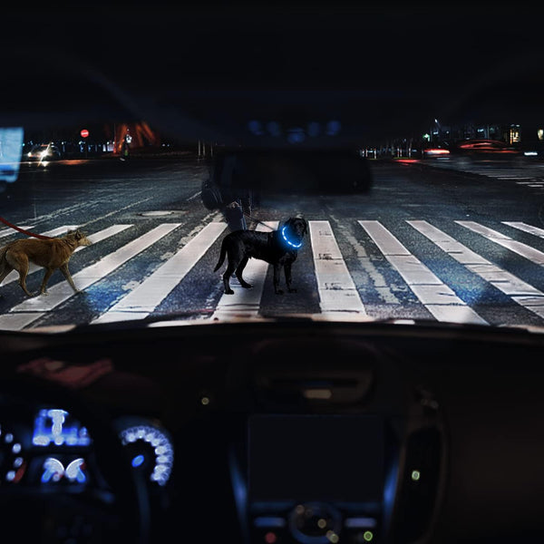 Collar de luz LED para perros