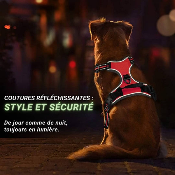 arnés para perros