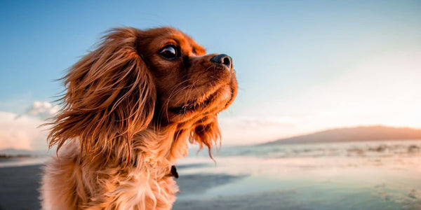 À quel âge un chien peut-il commencer à fuguer ?