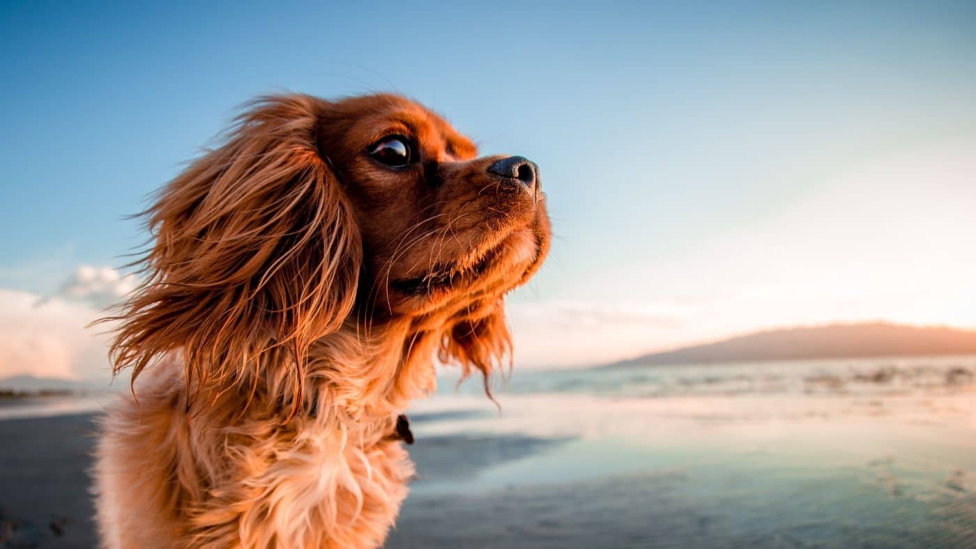 À quel âge un chien peut-il commencer à fuguer ?