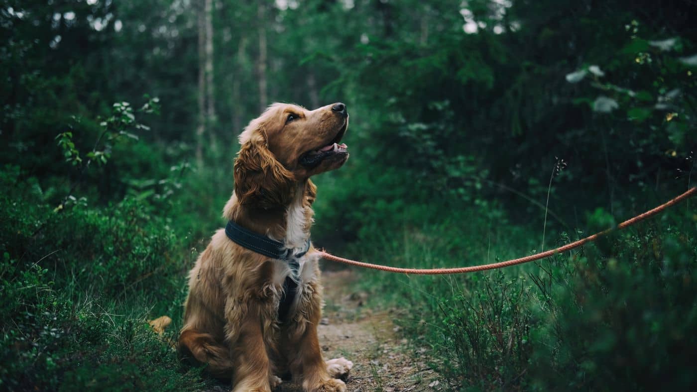 La durée d'une fugue de chien : ce qu'il faut savoir