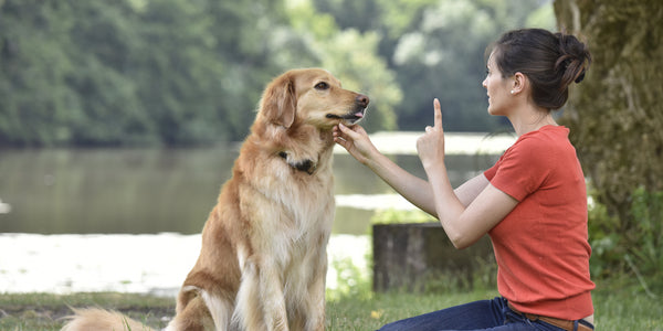 Comment bien éduquer votre chien : Conseils pour un chien bien élevé !