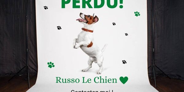 Mon chien a encore fugué ? Pourquoi fait-il une chose pareil ?