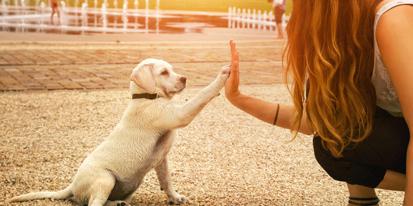 Eduquer votre chien avec le renforcement positif