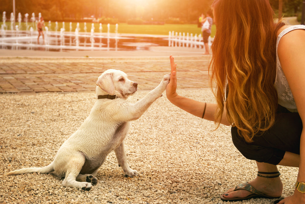 Eduquer votre chien avec le renforcement positif