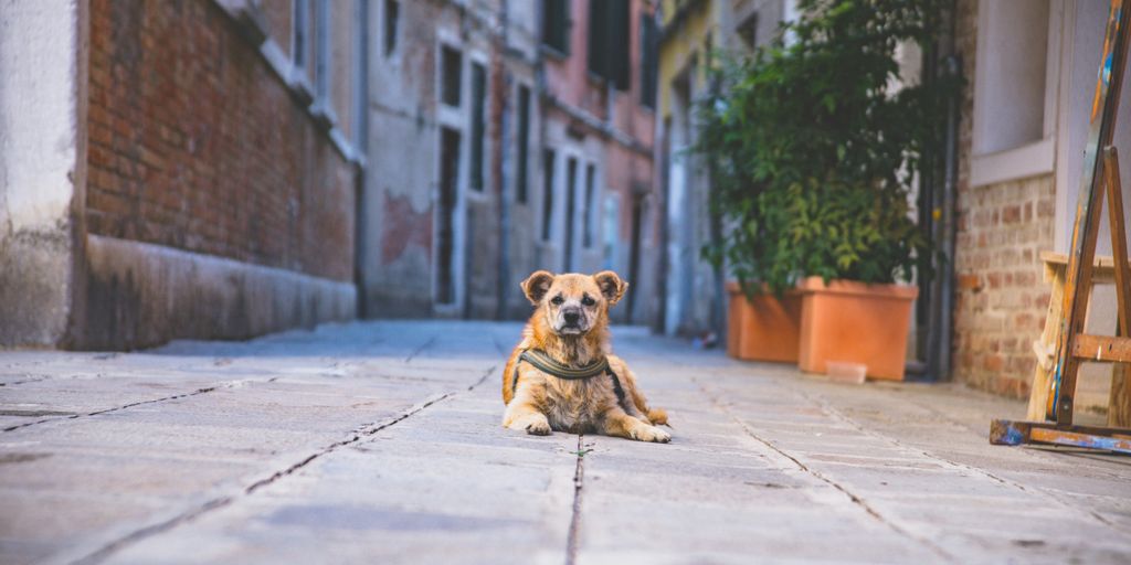 dog lying on pavement