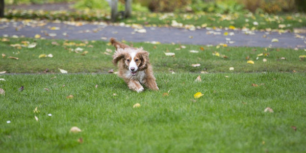 Résoudre La Fugue De Votre Chien: Solutions Efficaces