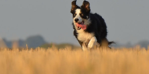 dog running away