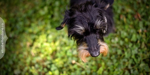 small dog escape prevention solutions