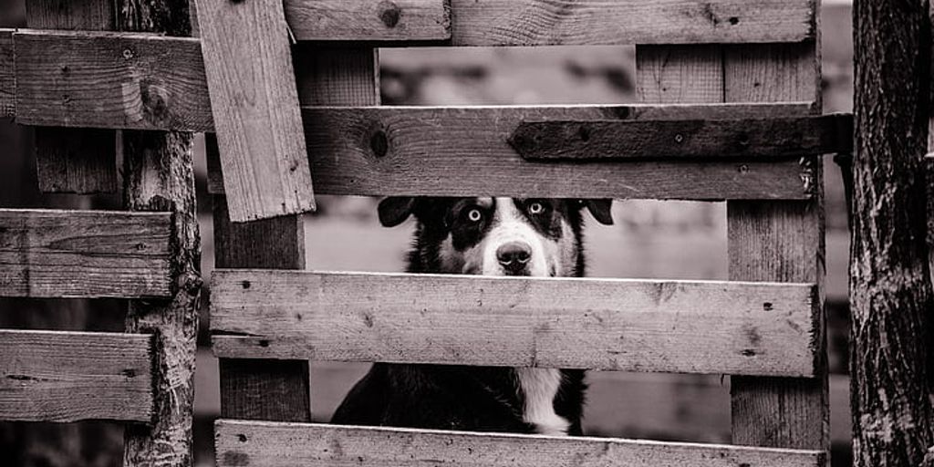 dog with PetSafe anti-fugue fence in a garden