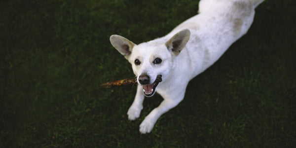 Comment gérer la fugue de votre chien