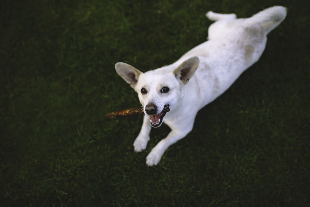 Comment gérer la fugue de votre chien