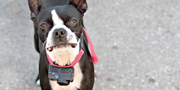 dog with anti-escape collar