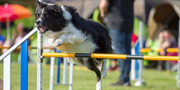 Comment installer une clôture anti-fugue pour chien efficacement