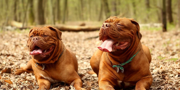 large dog with anti-escape collar