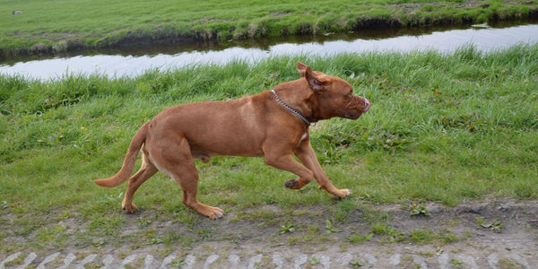 dog running away in a suburban neighborhood