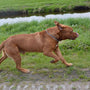 dog running away in a suburban neighborhood