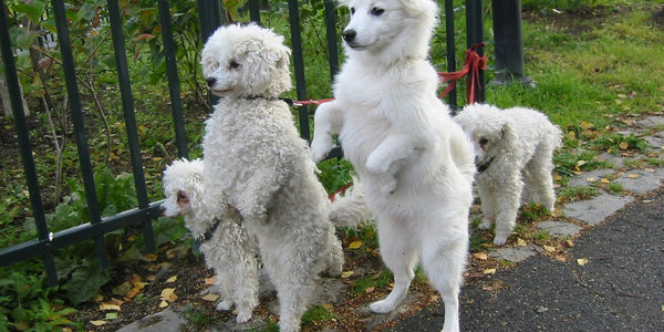 Chien s'échappe pendant une promenade