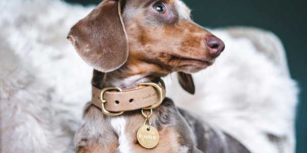 dog with anti-escape collar