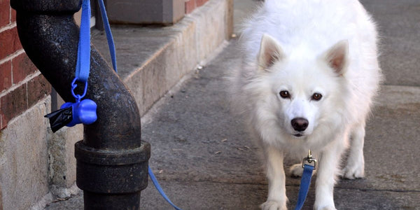 5 Conseils Infaillibles pour Éviter la Fugue de votre Chien