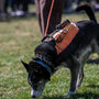 Guide pratique pour utiliser le collier anti-fugue pour chien