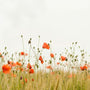 orange flowers