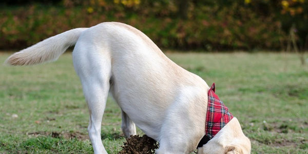 Comment choisir le meilleur collier anti-fugue pour votre chien et sécuriser votre portail