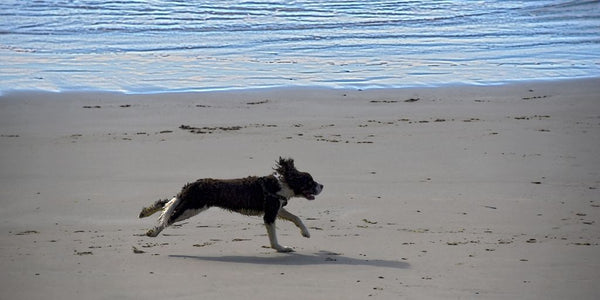 dog running away in a park