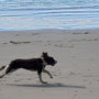 dog running away in a park