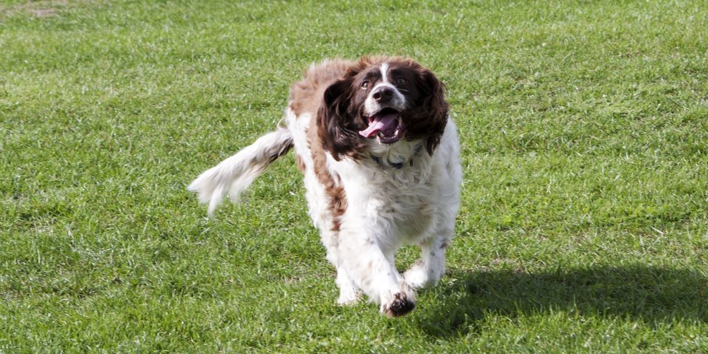 dog running away during a walk