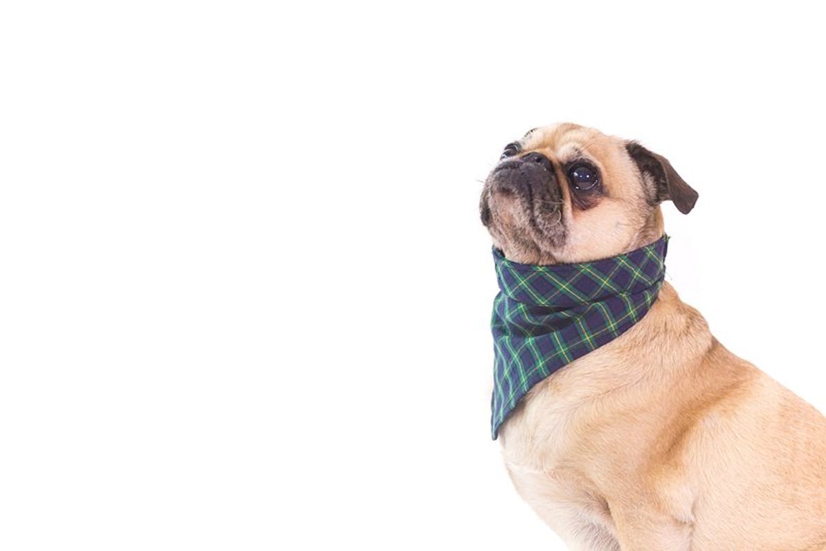 Comment choisir le meilleur collier anti fugue pour votre chien chez Lacme