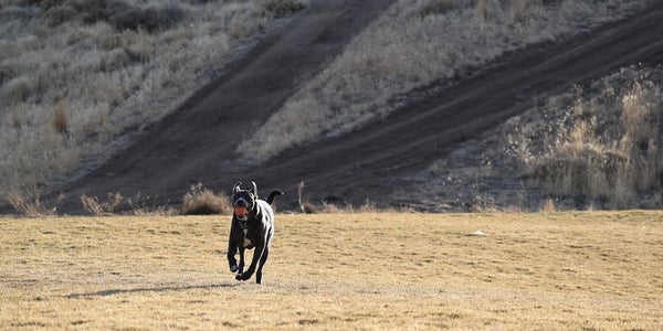 dog running away