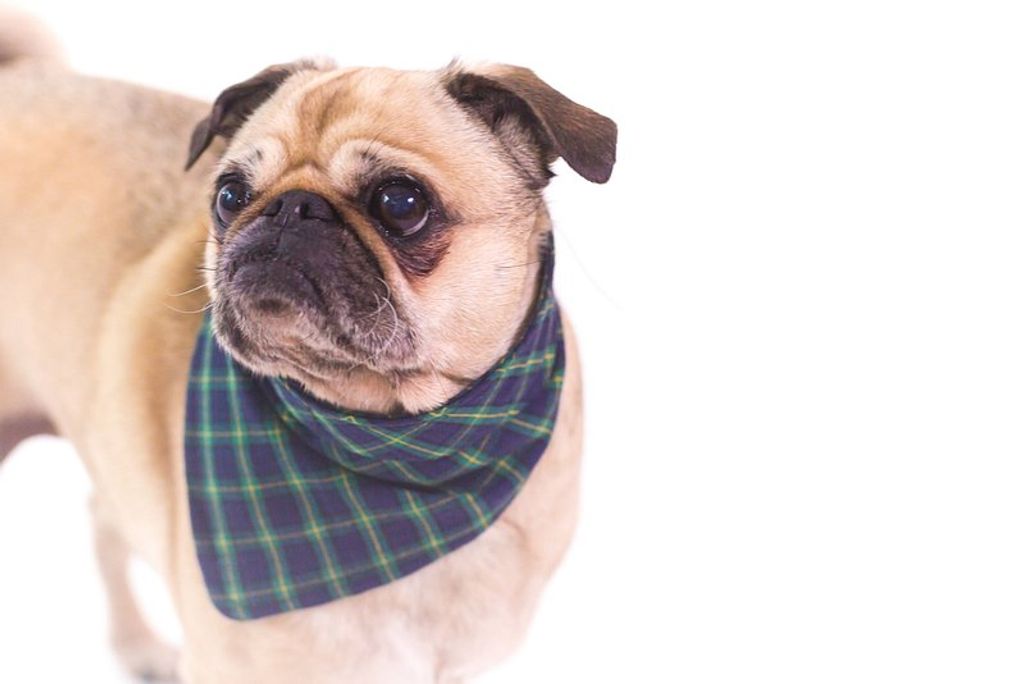 Comment choisir le meilleur collier anti-fugue pour votre chien chez Gamm vert?