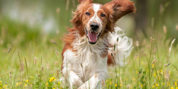 dog running away