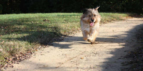 dog running away