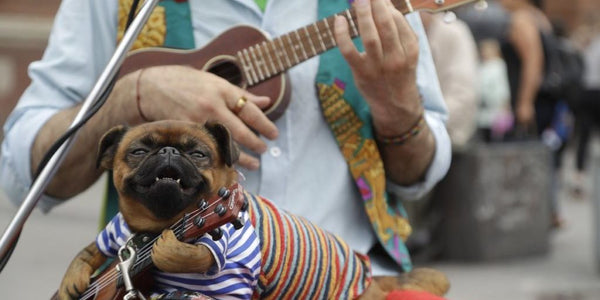 dog wearing anti-escape collar in a garden