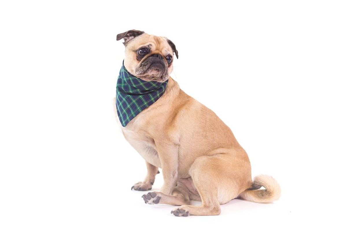 Comment choisir le meilleur collier anti fugue pour chien chez Leroy Merlin