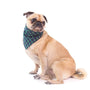 Comment choisir le meilleur collier anti fugue pour chien chez Leroy Merlin